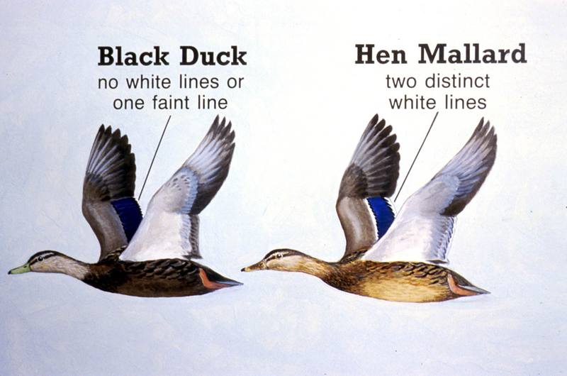 Black Duck and Hen Mallard Characteristics Comparison Diagram.jpg