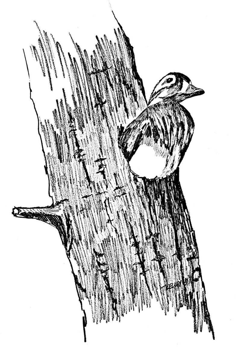 Hen Wood Duck In Nest.jpg