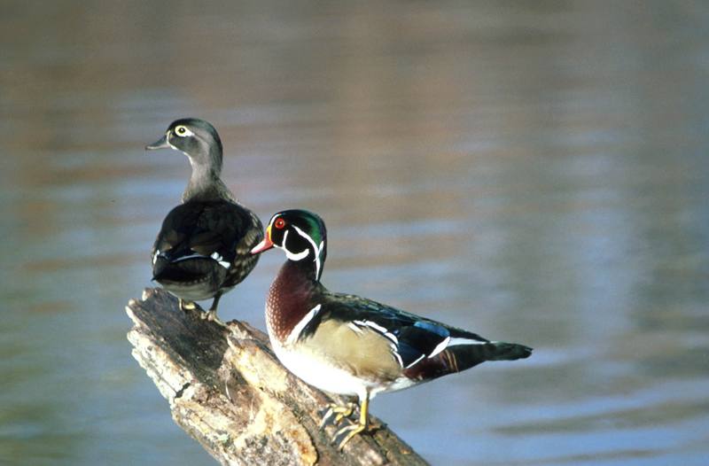Wood duck - pair.jpg