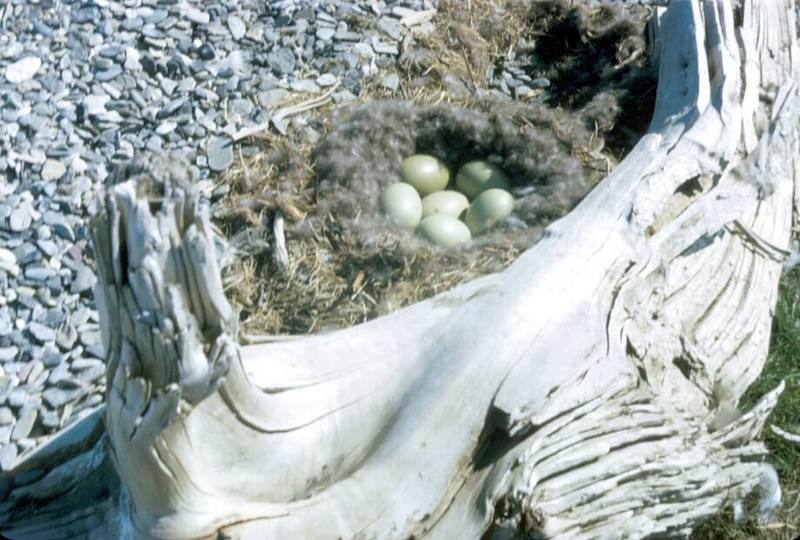 Common Eider nest.jpg