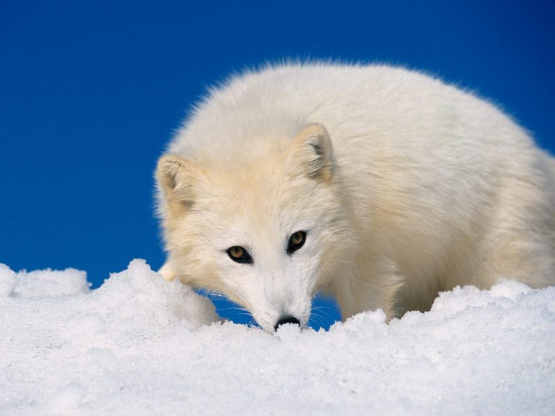 Arctic Fox.jpg