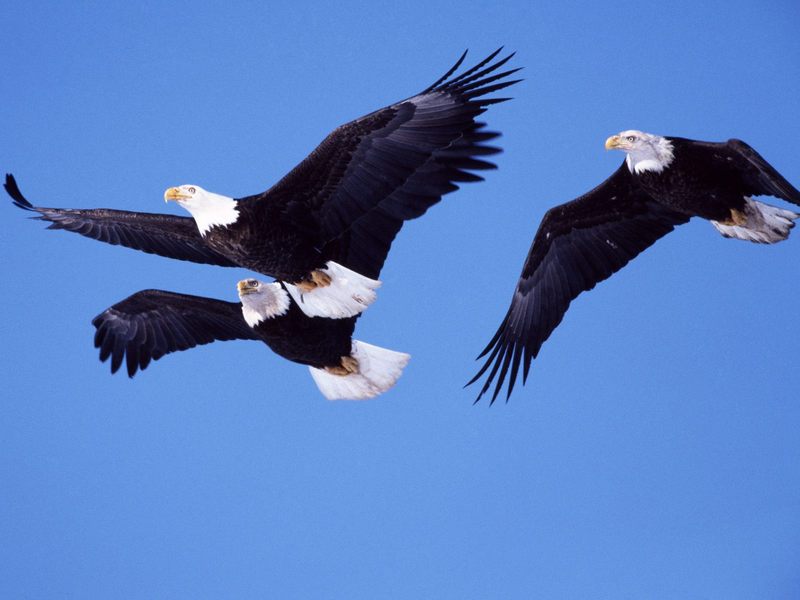 Bald Eagles in Flight.jpg
