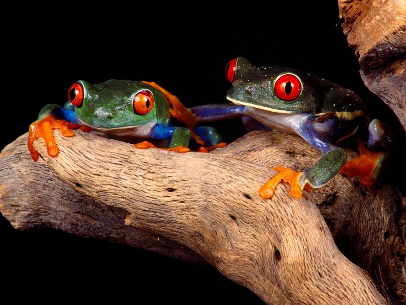 Best Buddies Red-Eyed Tree Frogs.jpg