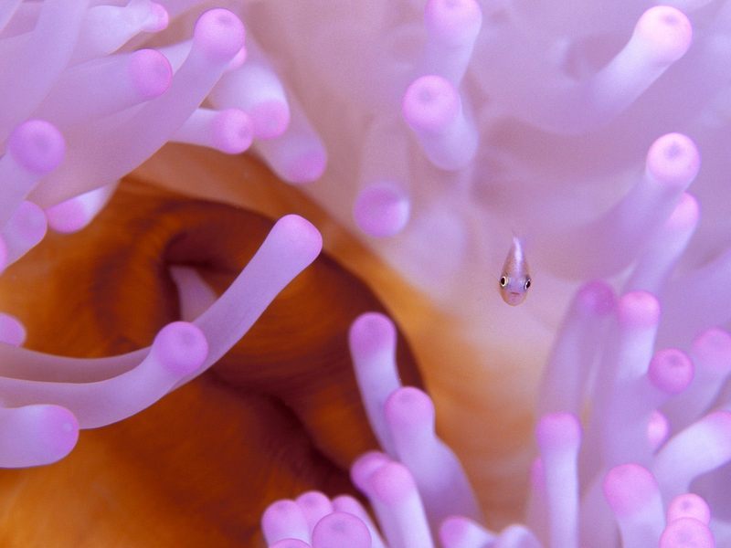 Juvenile Anemonefish.jpg