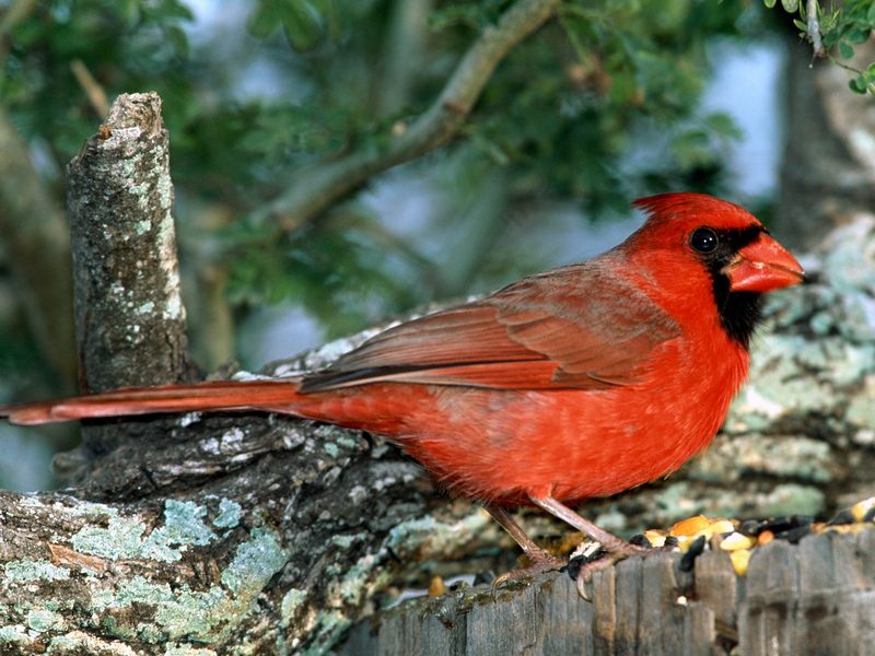Red Cardinal.jpg