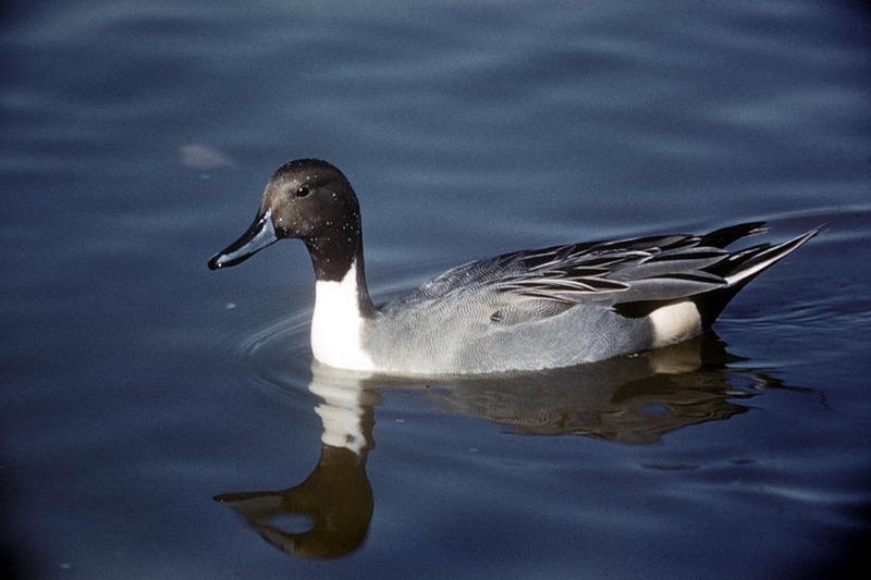 Northern Pintail Duck Male.jpg