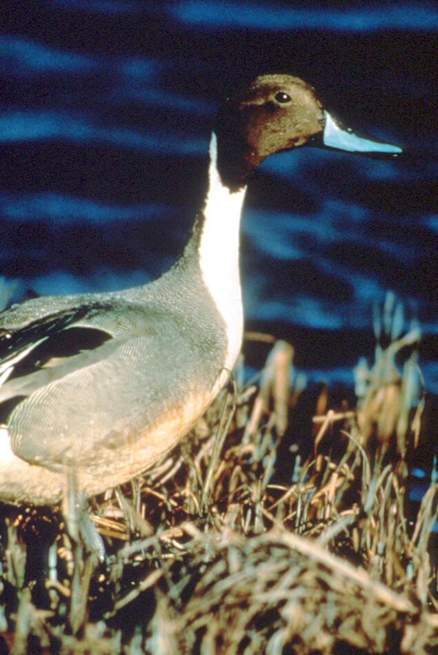 Pintail Duck.jpg