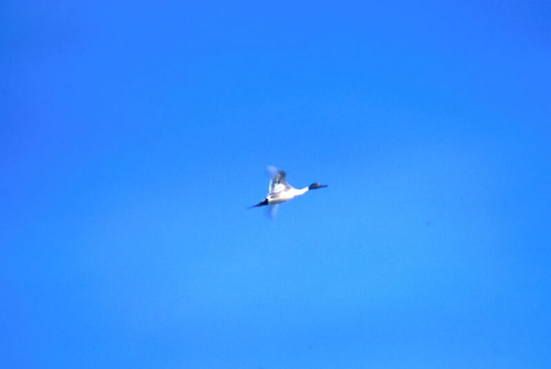 Pintail Duck in flight.jpg