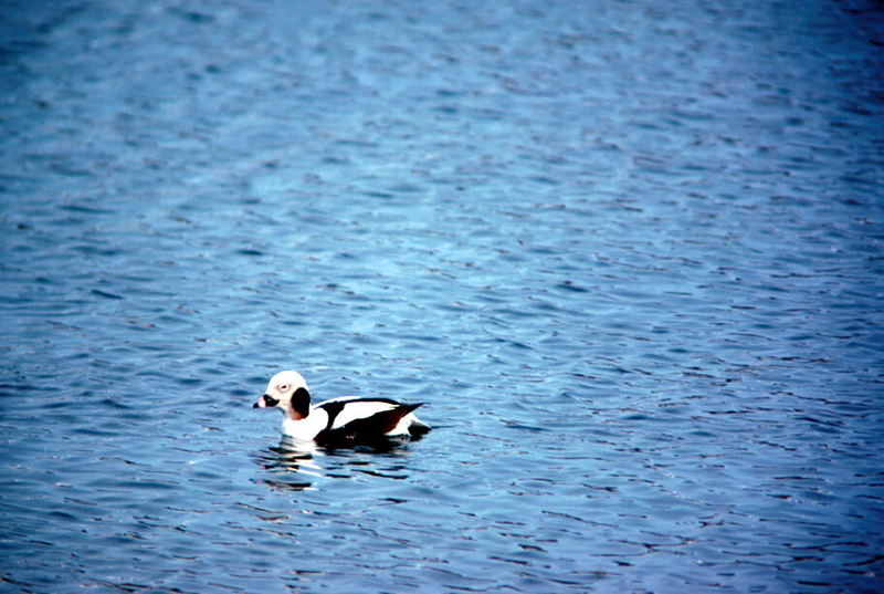 Long-Tailed Duck.jpg