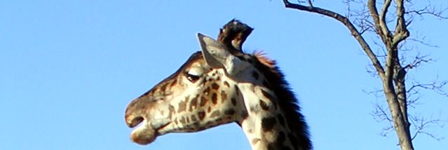Mrs.Giraffe.jpg