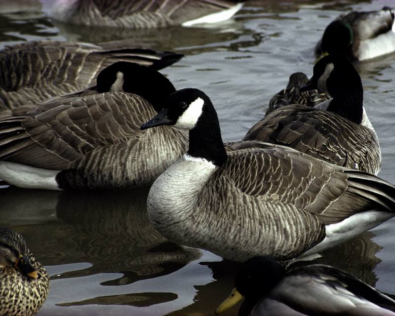 Canada Geese at Crab Orchard National Wildlife Refuge.jpg