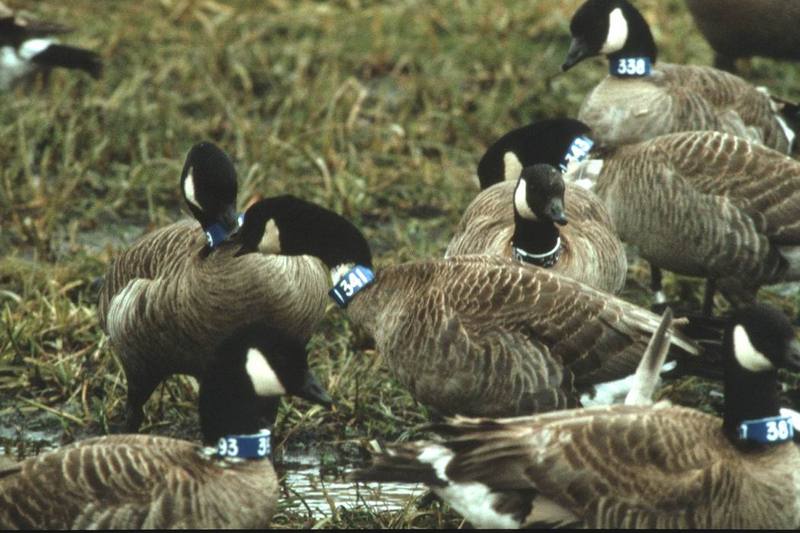Canada Geese with Neck Bands.jpg