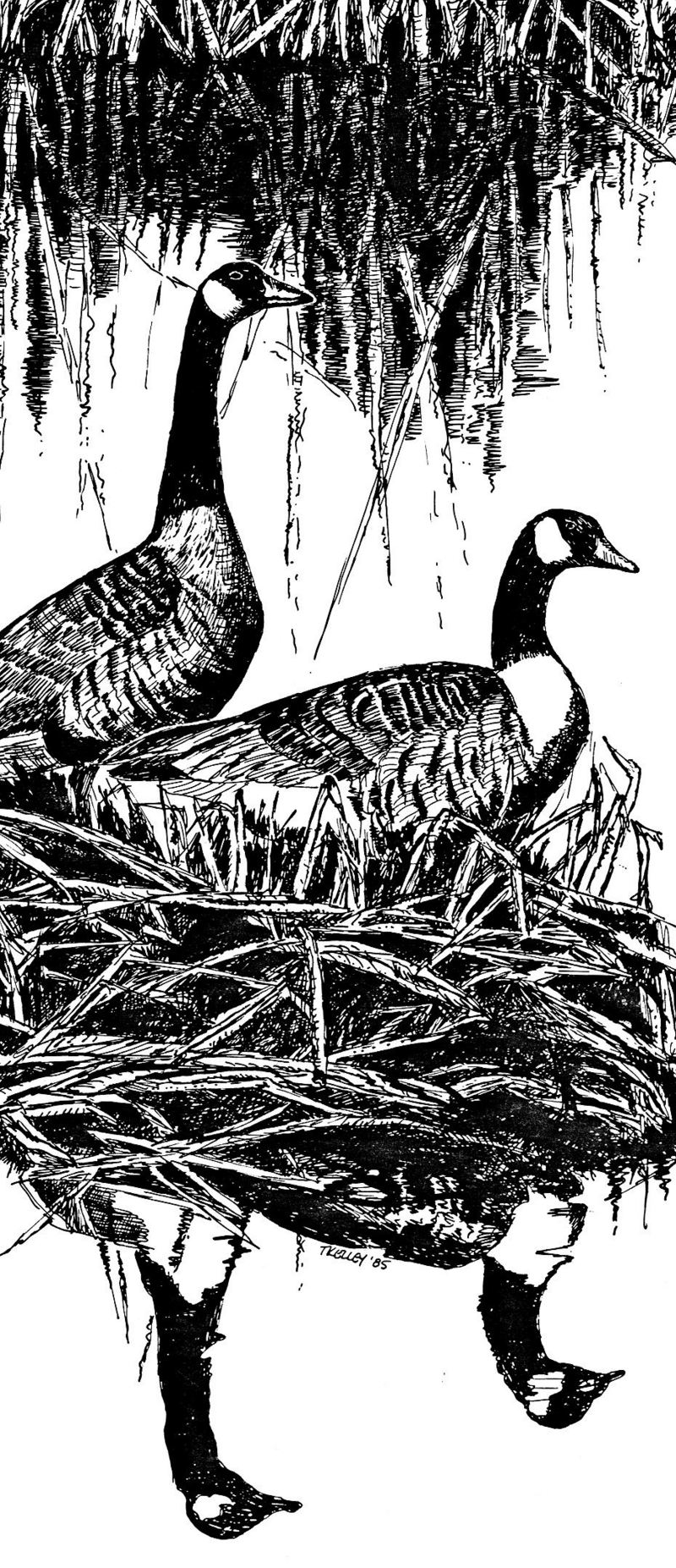 Nesting Canada Geese.jpg