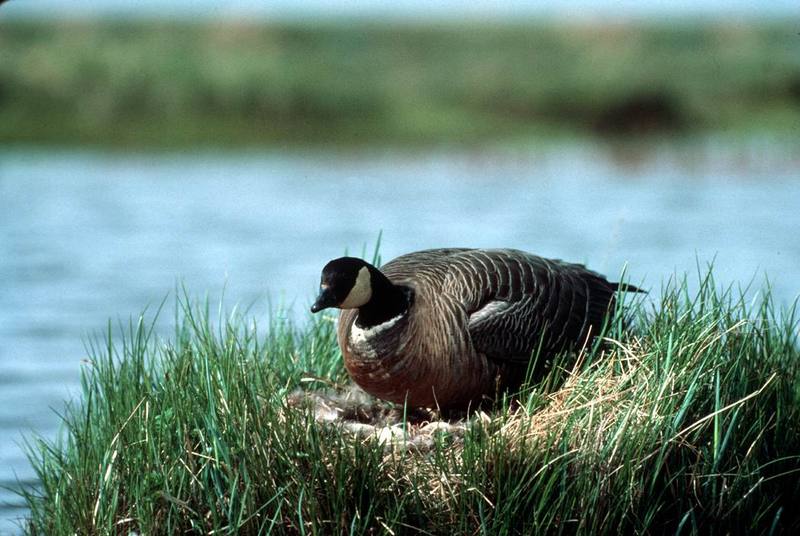 Cackling Canada Goose on Nest.jpg