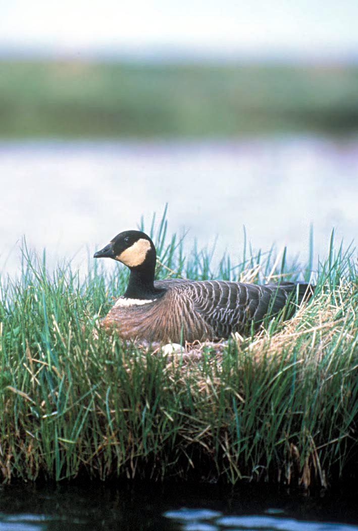 Cackling Canada Goose on Nest.jpg