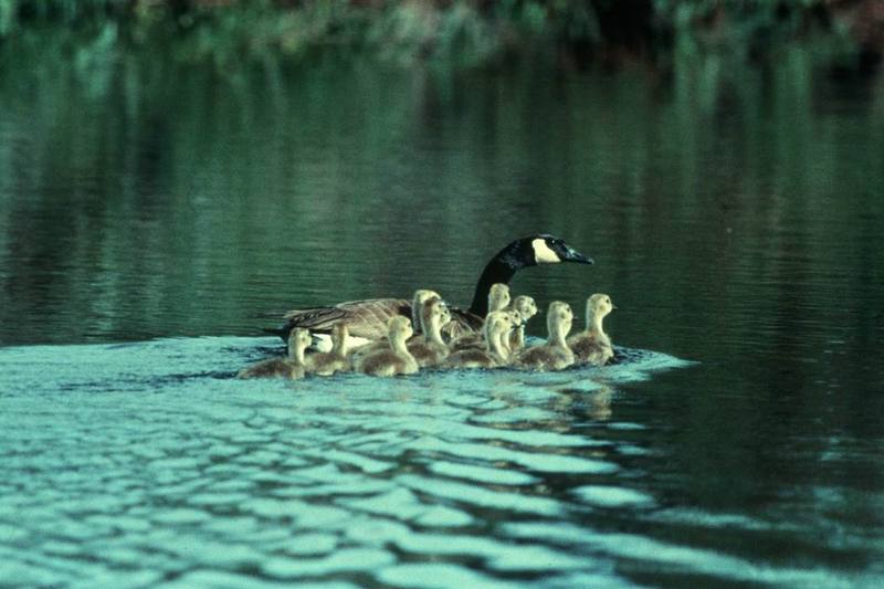 Canada Goose and Brood.jpg