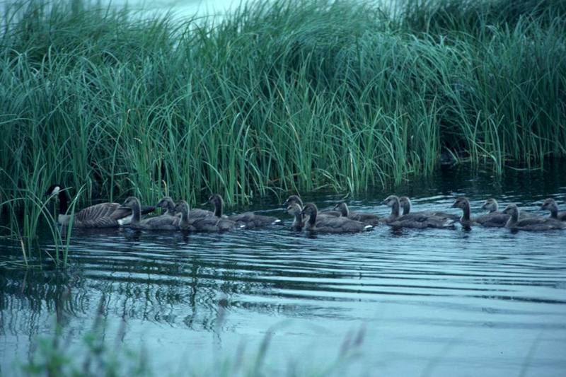 Canada Goose and Brood in Water.jpg