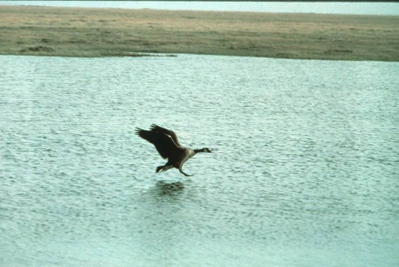 Canada Goose Landing on Water.jpg