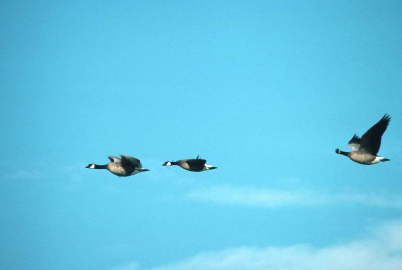Canada Goose Trio in Flight.jpg