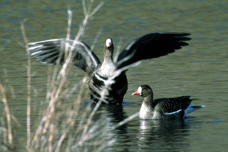 White Fronted Geese.jpg