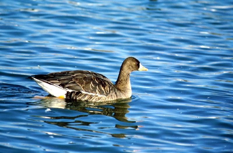 Greater White-fronted Goose.jpg