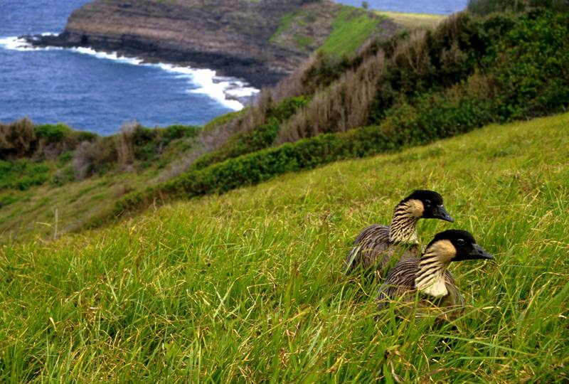 Hawaiian Geese - Nene.jpg