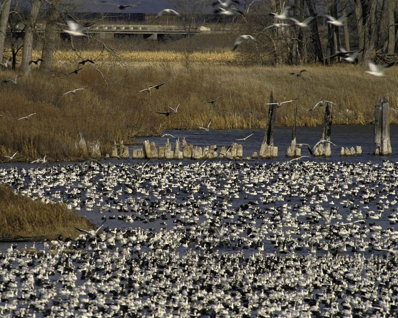 Flock of Lesser Snow Geese at Desoto NWR.jpg