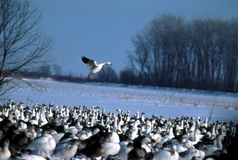 Snow Geese.jpg