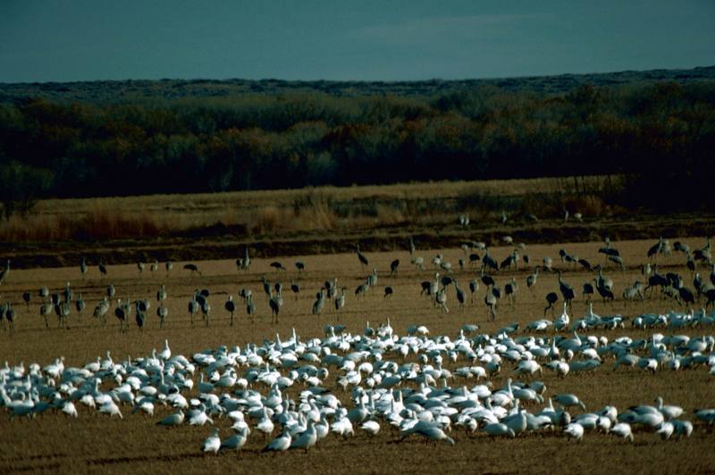 Snow Geese and Sandhill Cranes.jpg