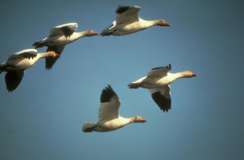 Snow Geese in Flight.jpg
