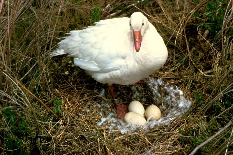 Snow Goose on Nest.jpg