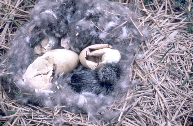 Brant Goslings After Hatching.jpg