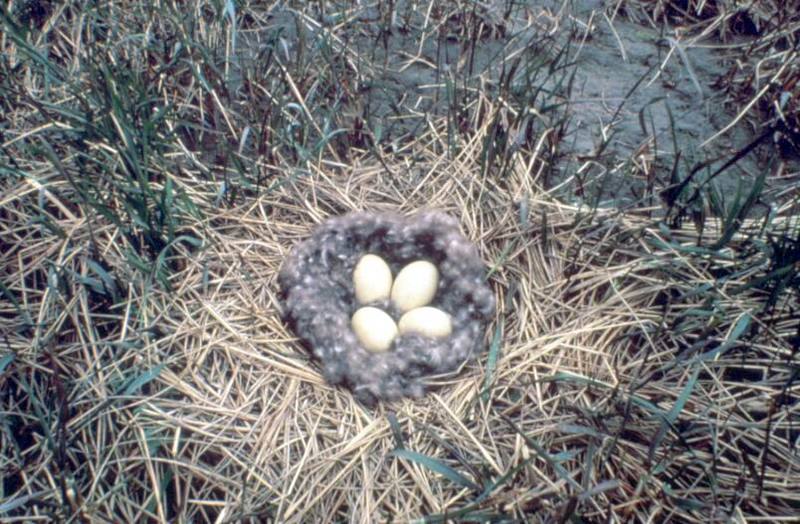 Brant Nest.jpg