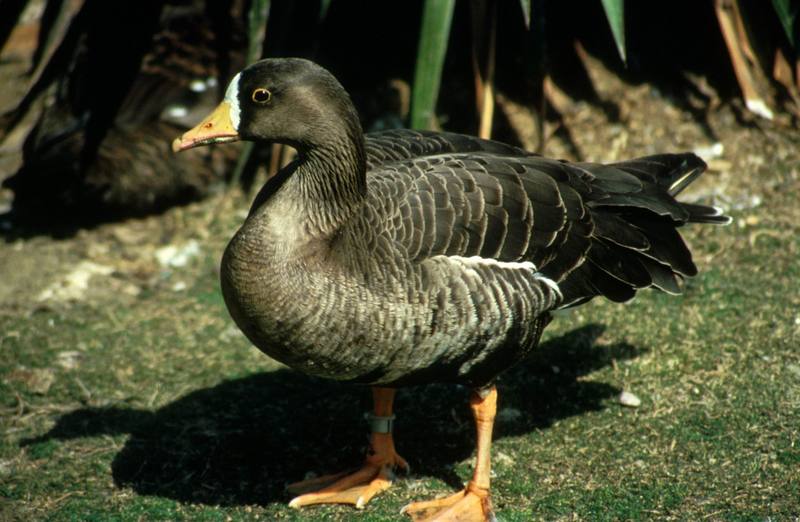 Pacific White Front Goose.jpg