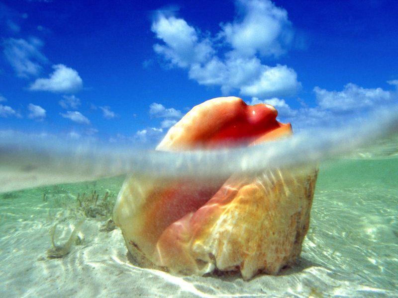 Sunken Treasure Conch Shell Bahamas.jpg