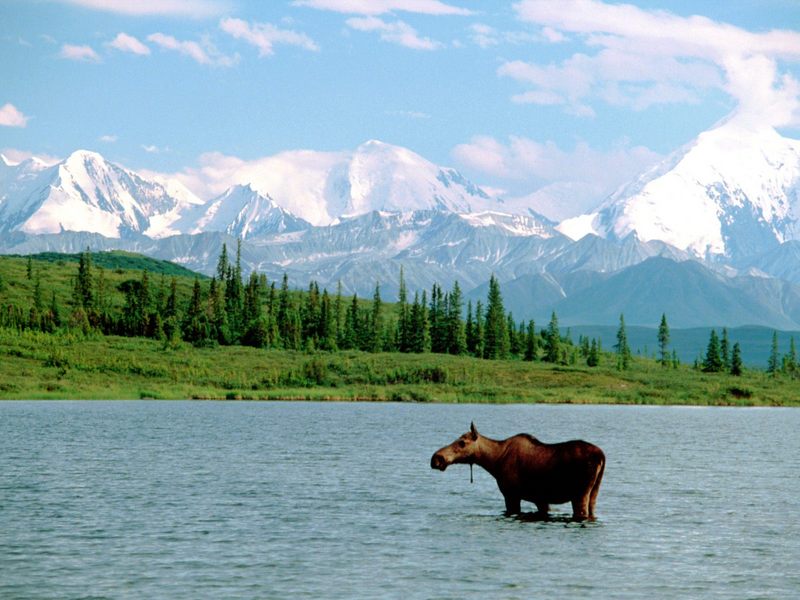 The Moose and the Mountain Denali National Park Alaska.jpg