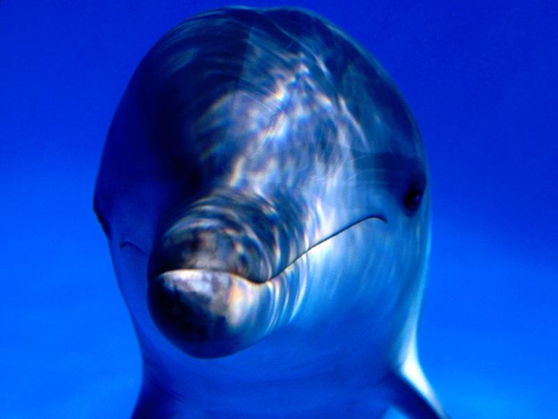 Underwater Portrait.jpg