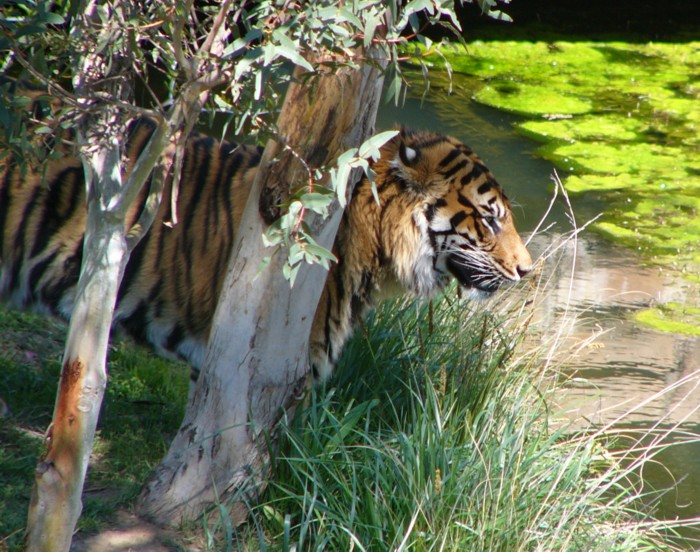 Tiger in the grass.jpg