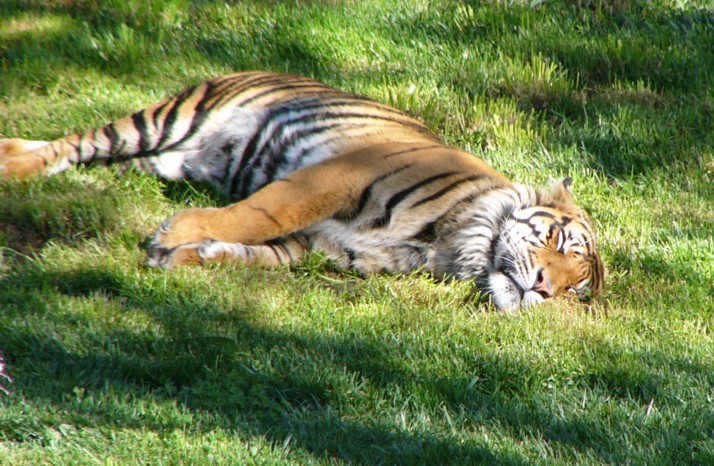 tiger dozing.jpg