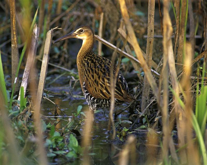 King Rail at Clarence Cannon National Wildlife Refuge.jpg