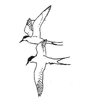 arctic tern.jpg