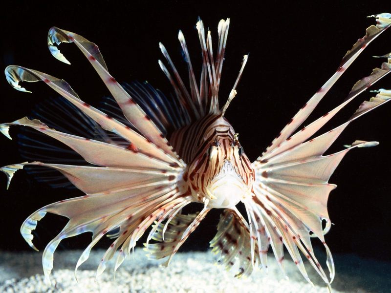 Red Volitans Lionfish Indo-Pacific.jpg
