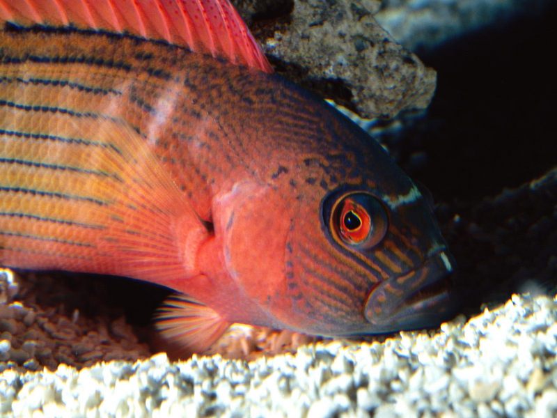 Right Eye Flame Grouper Australia.jpg