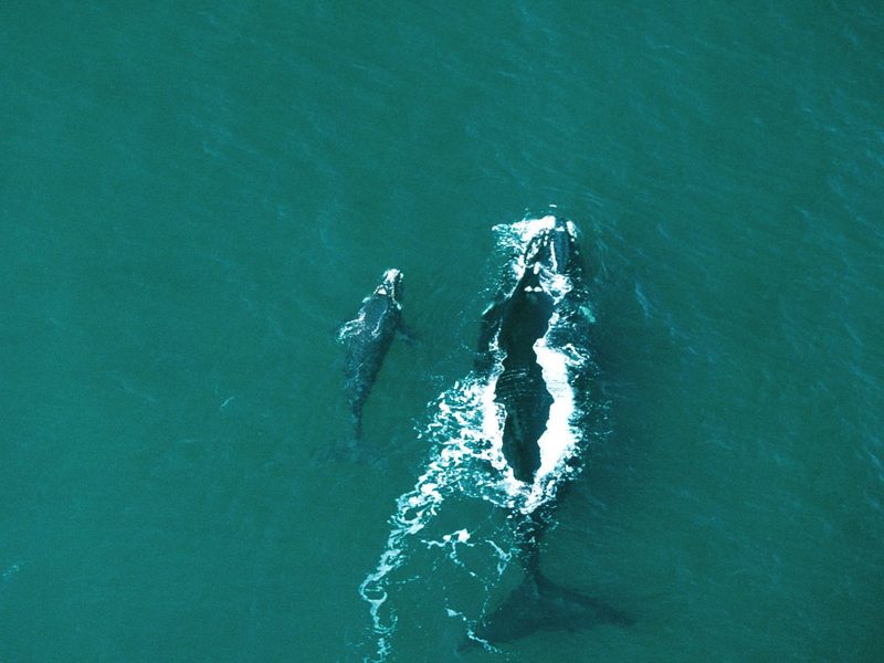 Role Model Southern Right Whales.jpg