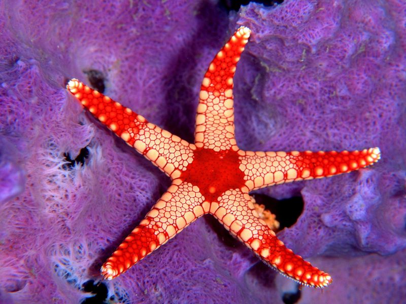 Sea Star Palau Micronesia.jpg