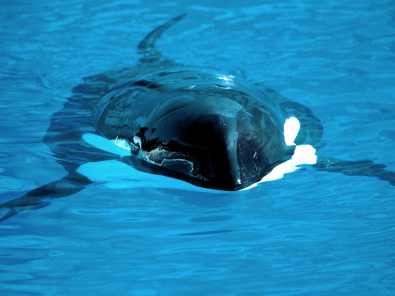 Silent And Deadly Killer Whale.jpg
