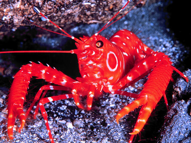 Bullseye Lobster Hawaii.jpg