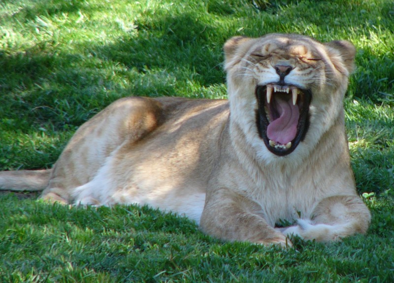 lion yawns.jpg