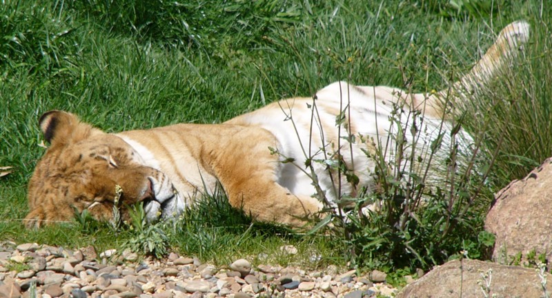 lion sleeps today.jpg