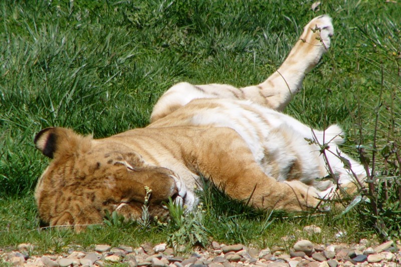 lion sleeps.jpg